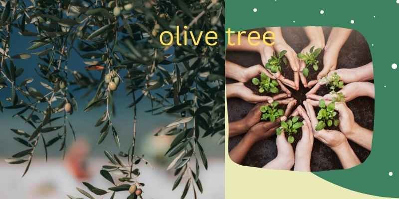 olive tree